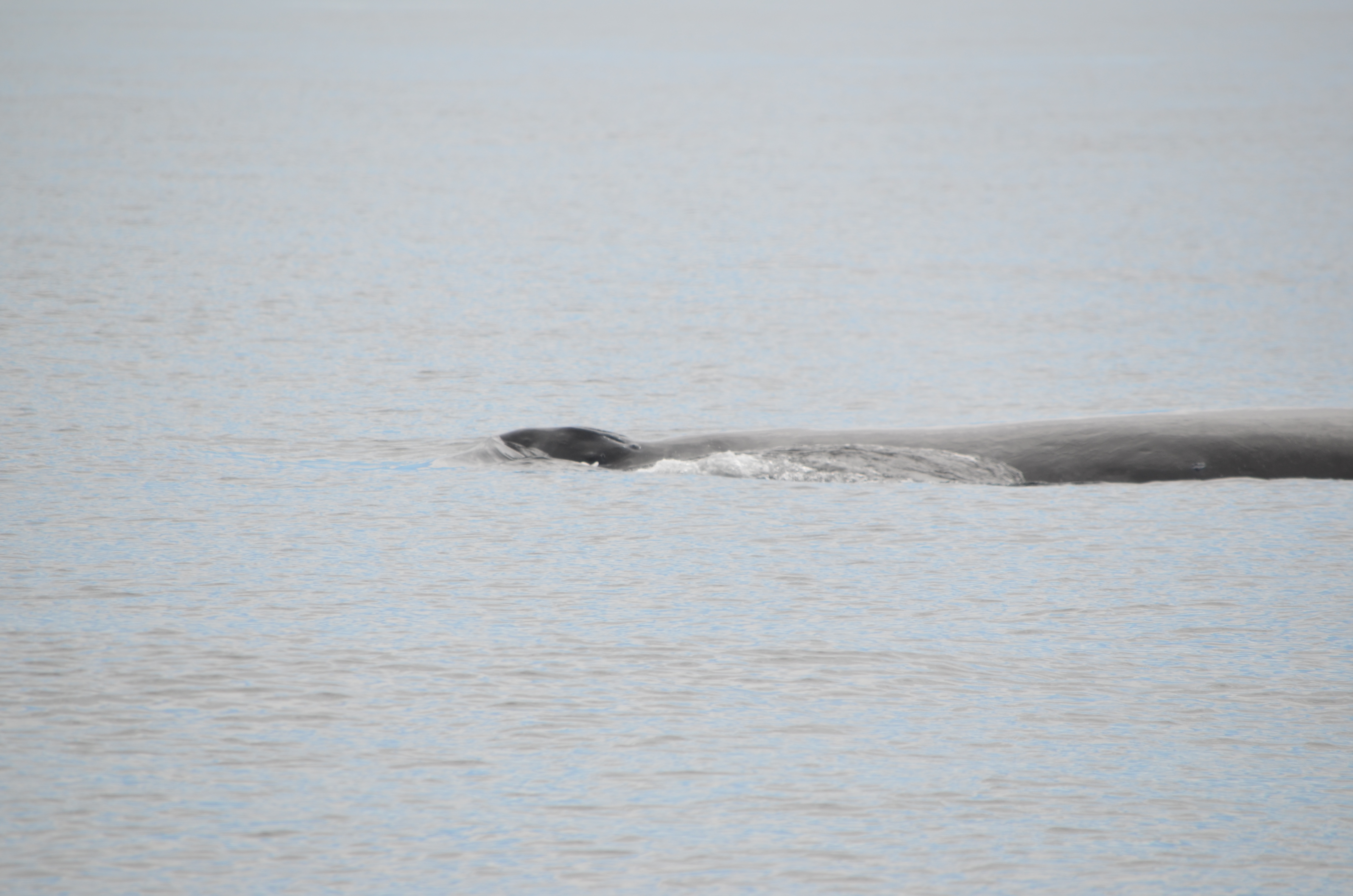 photos/wildlife/Mammal_Species/Humpback Whale/DSC_0039.JPG